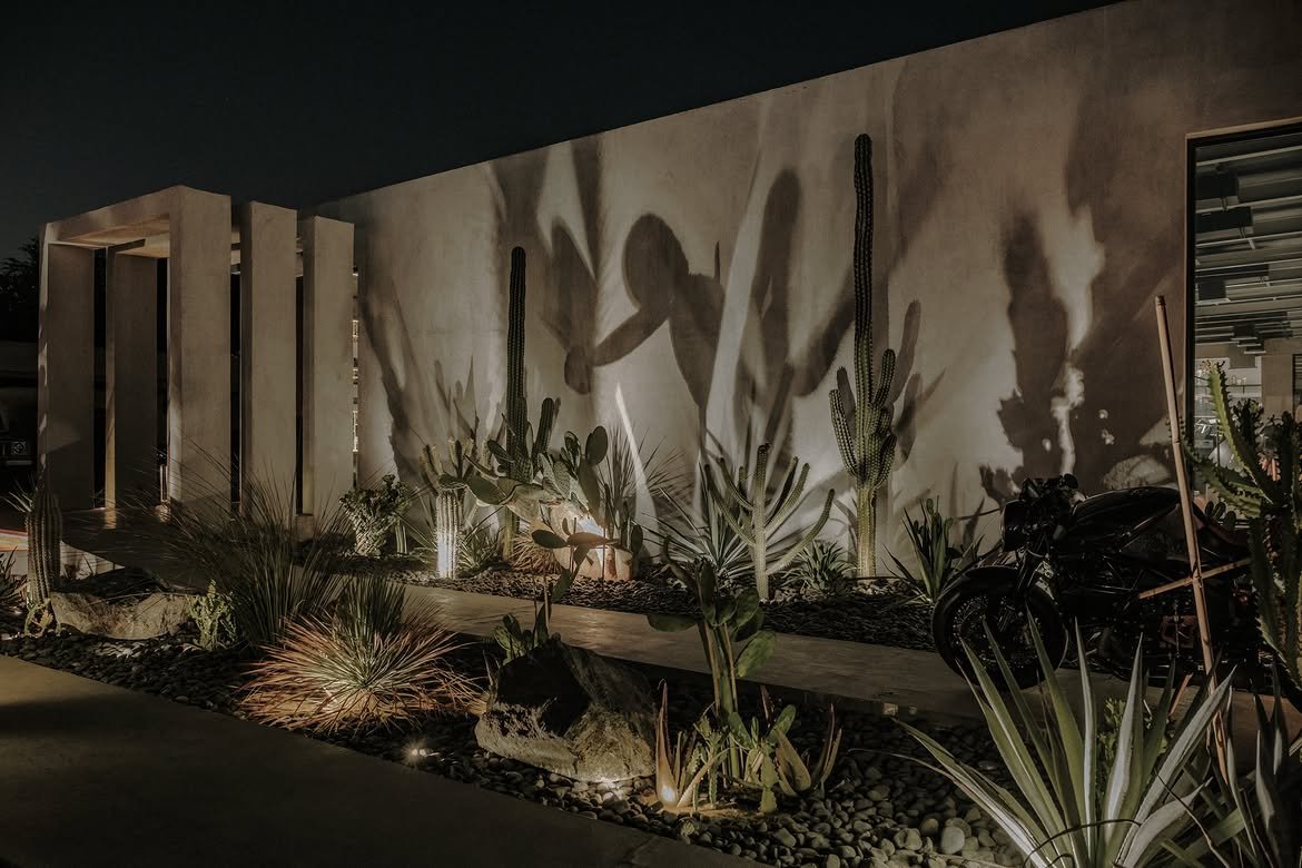 Cactus shadows thrown dramatically across a lit wall
